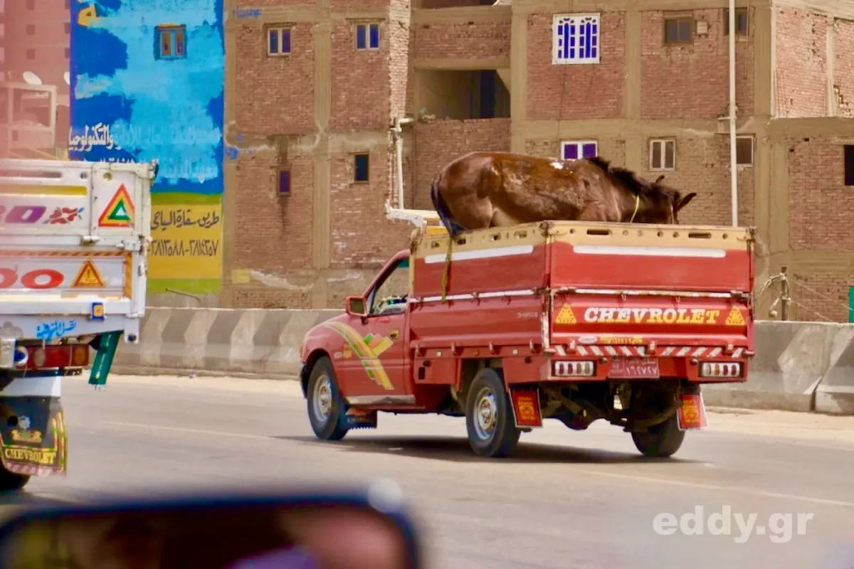 Die Massenverhaftungen in Cairo und das Wegsehen