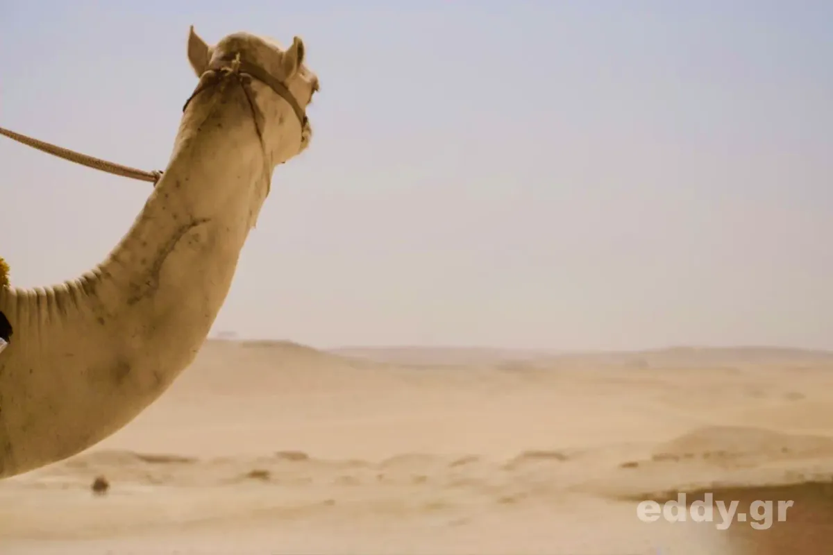 Geistig Kranke in Kairo und mehr