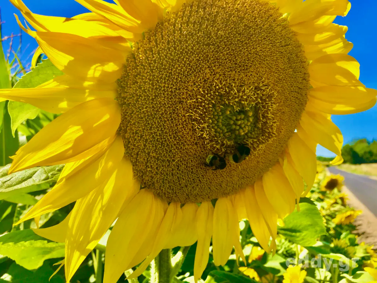 Von der Streuwirkung veganen Lebens
