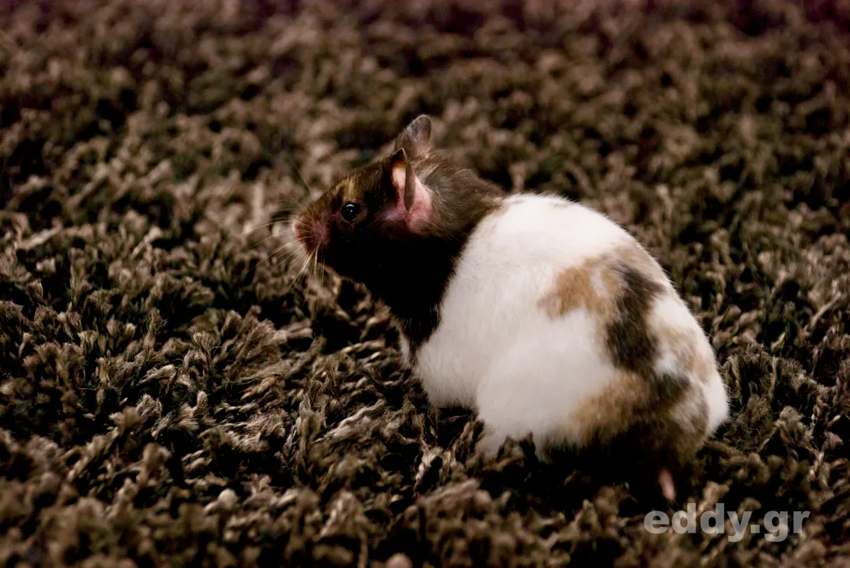 Ein Hamster offenbart die Absenz von Filmkunst: Papa ou maman (Frankreich / Belgien, 2015)