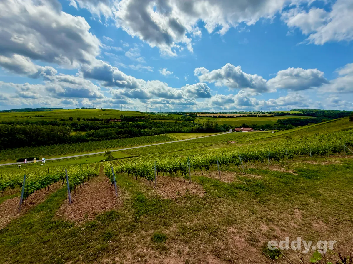 Rheinland-Pfalz: Das vegane Winzerhotel Trautwein