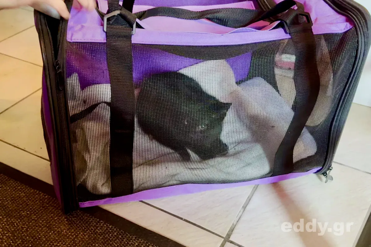 Eine Katze namens Christmas