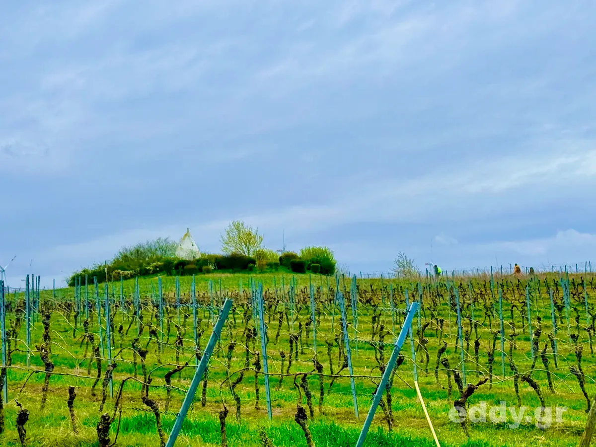 Von Babyweintrauben und Baden mit Eddy: Dreizehn Wanderfreunde im veganen Winzerhotel Trautwein