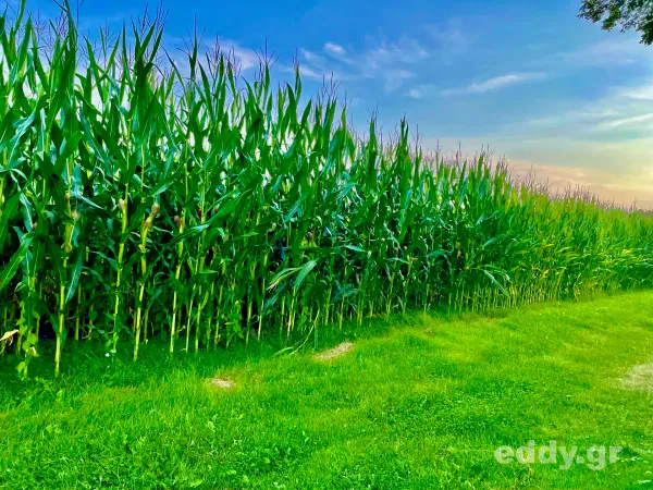 Signs (USA, 2002): Pure Spiritualität auf der großen Leinwand