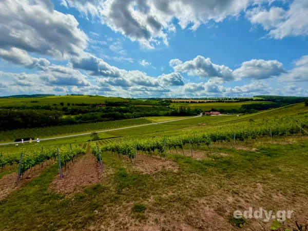 Rheinland-Pfalz: Das vegane Winzerhotel Trautwein