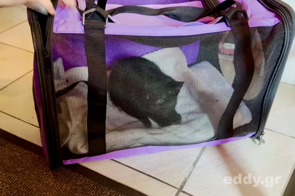 Eine Katze namens Christmas